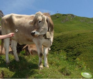 Brown Swiss