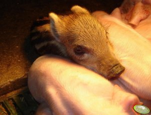 Brzydkie kaczątko :P