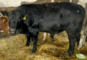 Buhaj Aberdeen Angus