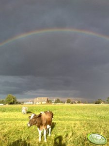 Burki pod tęczą 
