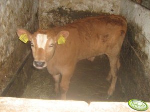 Byczek 50%Jersey,25%SM,25%Hf