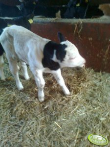 Byczek montbeliardexhf