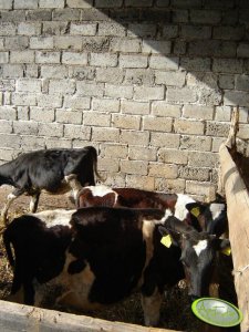 Byczki jedzące siano