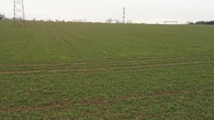 Pszenica ozima Pamier