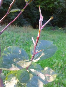 Uszkodzenia młodych drzewek