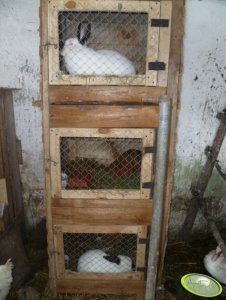 Kalifornijski Czarny, Nowozelandzki Czerwony