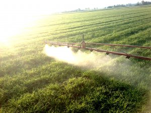 Jęczmień jary Quench