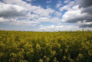 Rzepak ozimy Rohan F1 11.05.2014