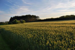 Pszenżyto ozime Moderato i Borowik