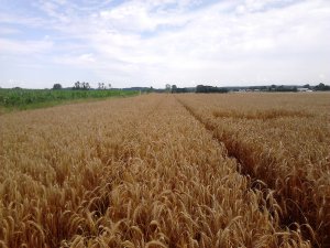 Pszenżyto Ozime Magnat