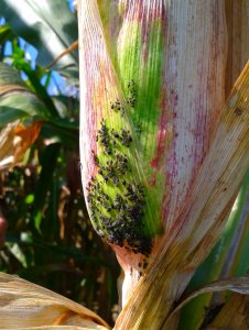 Mszyca czeremchowo-zbożowa