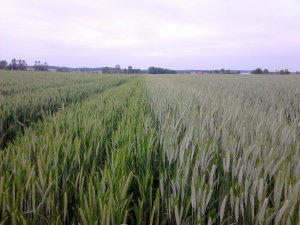 Pszenżyto Ozime Magnat/ Fredro