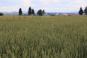 Pszenica ozima Sailor 15.06.2014