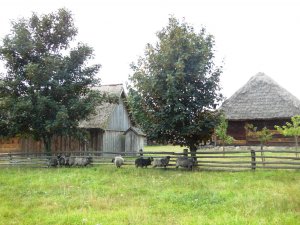 Budynki gospodarcze, drapiące się owce Sierpc 2013