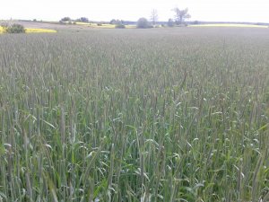 Żyto Dańkowskie Diamant