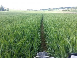 Pszenżyto ozime Trismart