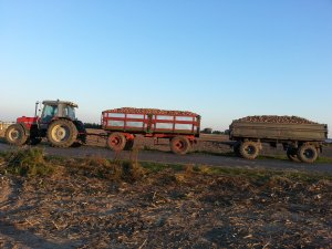 Massey Ferguson 3085 + GLORIA 14 + HW 6011