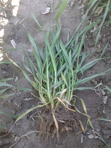 Pszenżyto ozime Borowik