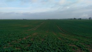 Exquisite / Rohan/ Mercedes (F1)