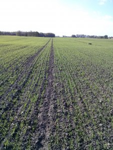 Jęczmien oz. KWS Meridian