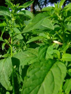 Komosa wielonasienna