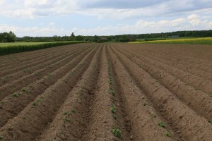 Ziemniaki Lord i Denar 11.05.2014