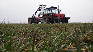 Zetor 7045 i Ursus c360 - akcja nawóz 2015