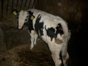 Byczek białogrzbiet