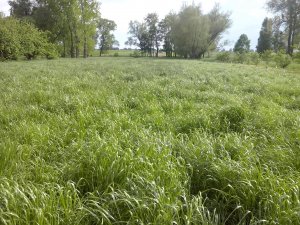 Trawa Rajgras Wieloletni