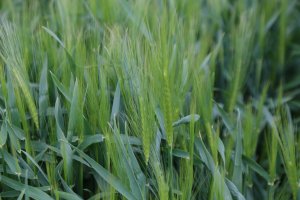 Jęczmień ozimy Holmes 12.05.2014