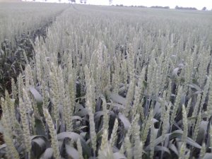 Pszenica ozima Julius