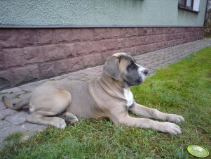 Cane corso