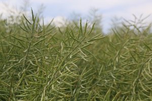 Rzepak ozimy ROHAN F1 15.06.2014