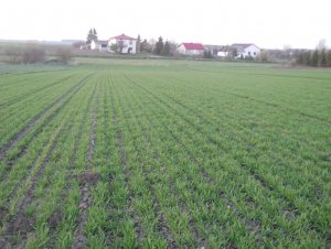 Pszenica ozima RYWALKA