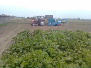 Mf 255 i kombajn Bolko