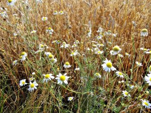 Rumianek w jęczmieniu