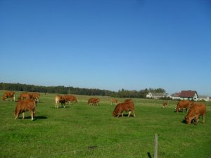 Bydło limousin