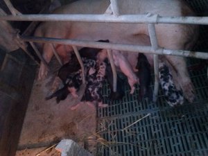 Maciora z prosiętami