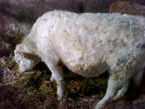 Byczek Charolais