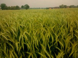 Pszenżyto ozime Tulus