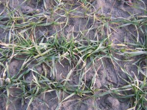 Pszenica Ozima Mulan