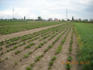 Burak ćwikłowy nasienny