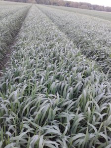 Pszenica Ozima Akteur