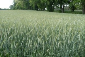 Pszenżyto Ozime Fredro