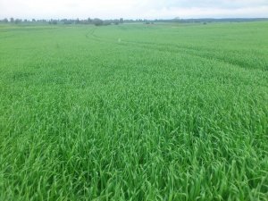 Jeczmień jary rubinek