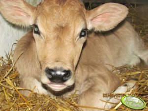 Brown swiss x jersey . 