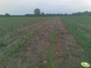 Nawożenie kukurydzy