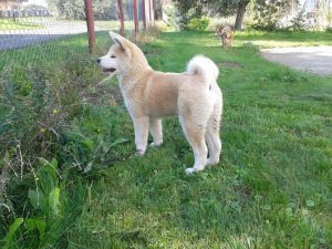 Akita Inu