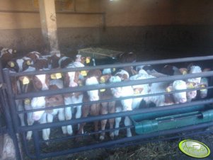 Cielaki na początku