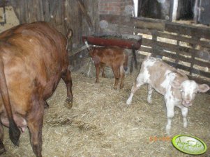 Cielaki z jałówką 